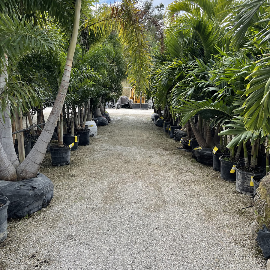 Craigs Perfect Turf Landscaping Nursery Port Charlotte Florida