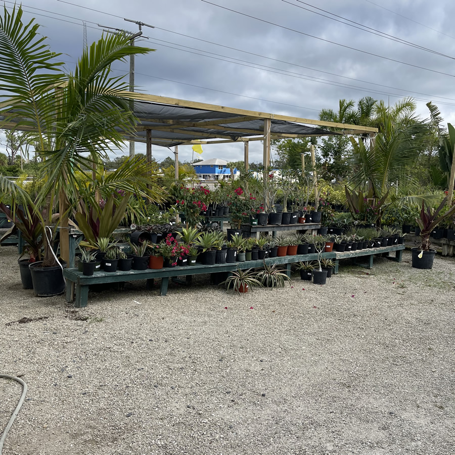 Craigs Perfect Turf Landscaping Nursery Port Charlotte Florida
