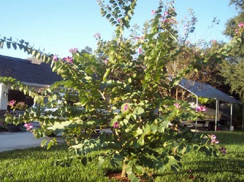 Craig's Perfect Turf Landscaping Plants Port Charlotte Florida