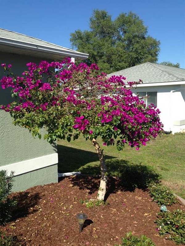 Craig's Perfect Turf Landscaping Plants Port Charlotte Florida