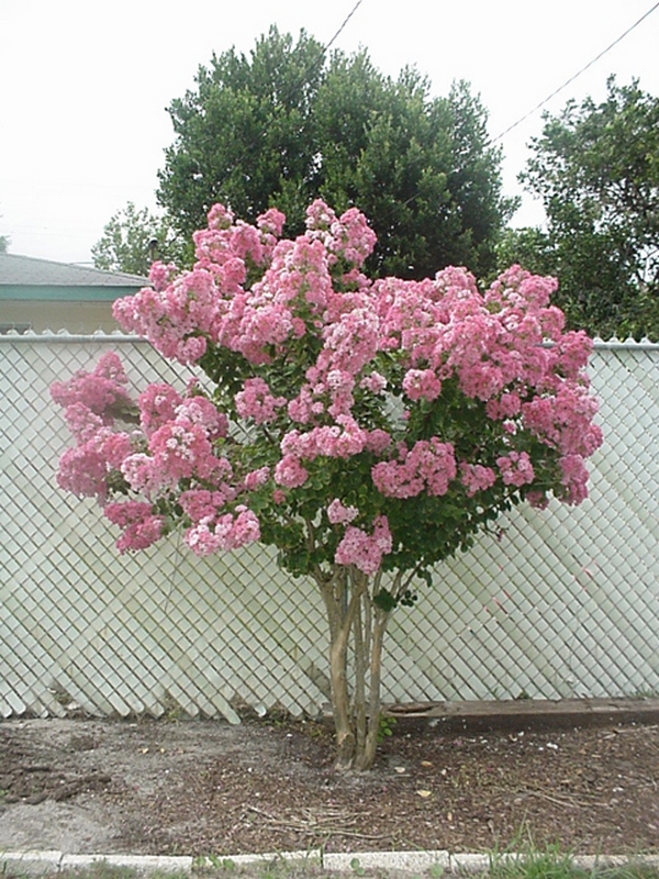 Craig's Perfect Turf Landscaping Plants Port Charlotte Florida