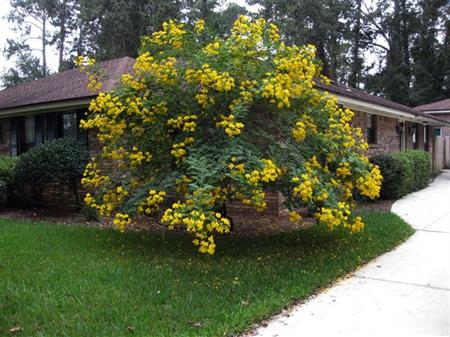 Craig's Perfect Turf Landscaping Plants Port Charlotte Florida