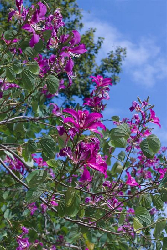 Craig's Perfect Turf Landscaping Plants Port Charlotte Florida