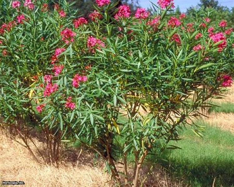 Craig's Perfect Turf Landscaping Plants Port Charlotte Florida